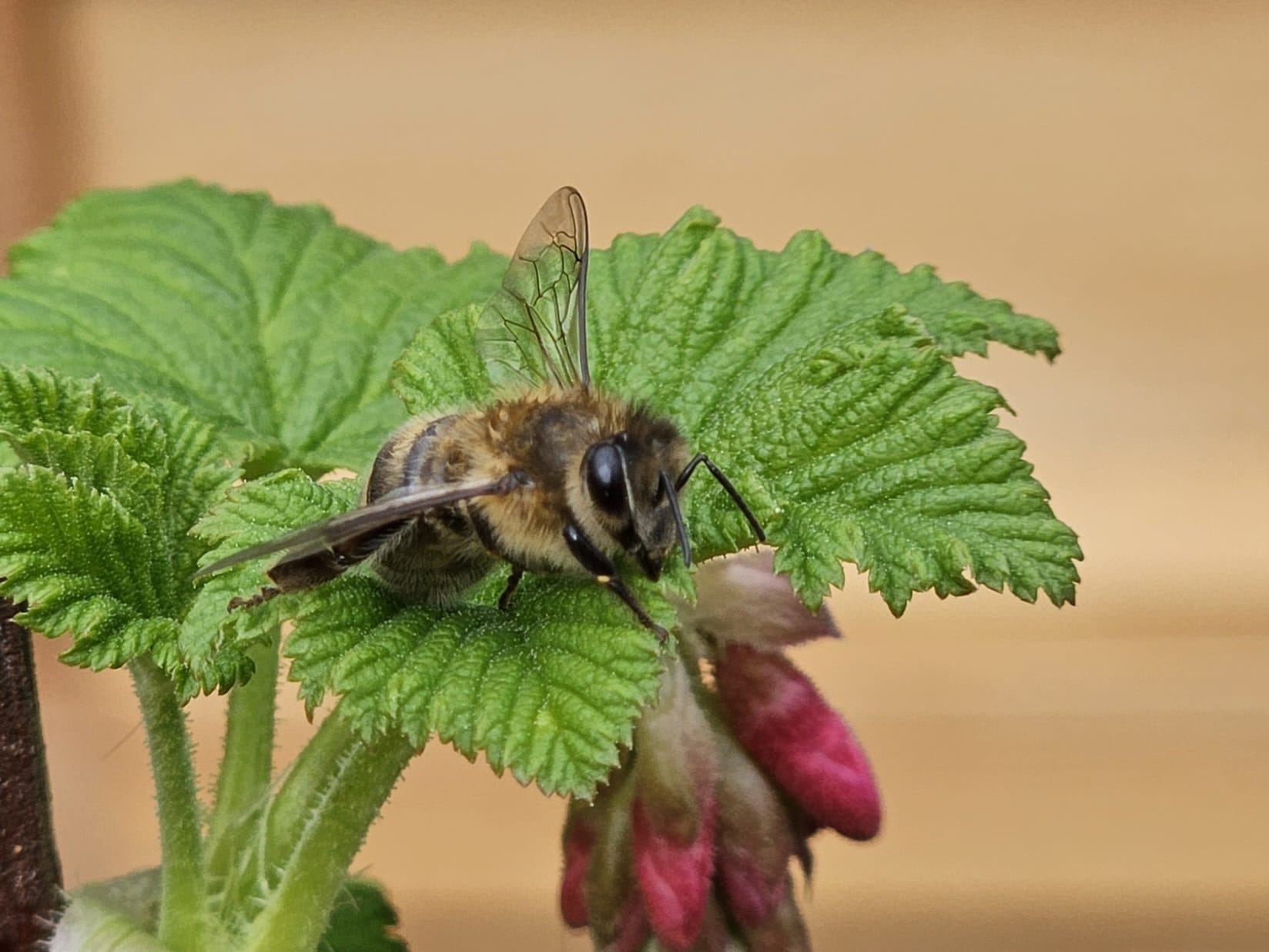 Biene und Johannisbeerblüte