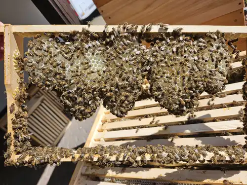 Bienen auf einer Wabe