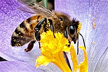 Bild einer Biene auf einer Blume