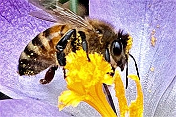 Honigbiene auf einer Blüte
