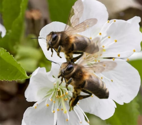 Honigbiene vor einer Blüte