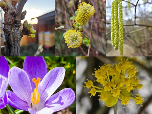 Blüten
