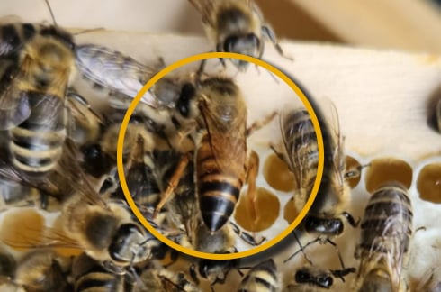 Bienenkönigin