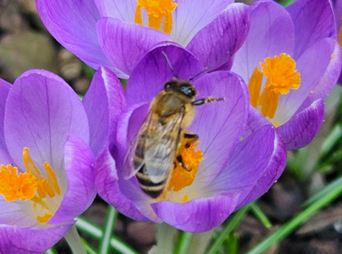 Biene auf einem Krokus