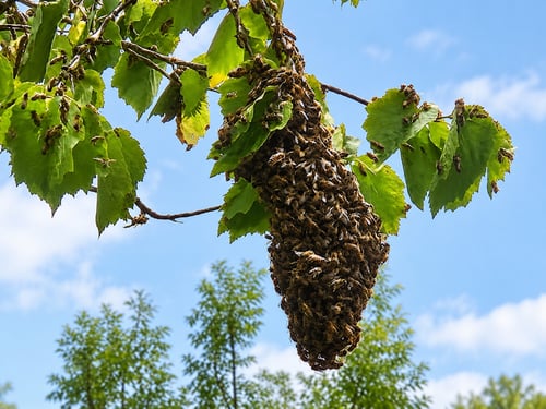 Bienenschwarm als Traube an einem Ast