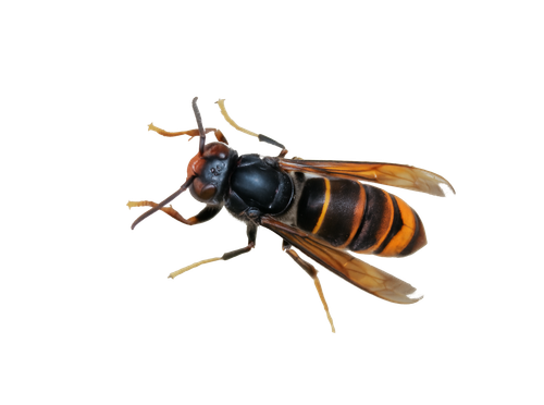 Asiatische Hornisse Vespa velutina auf einer Blüte