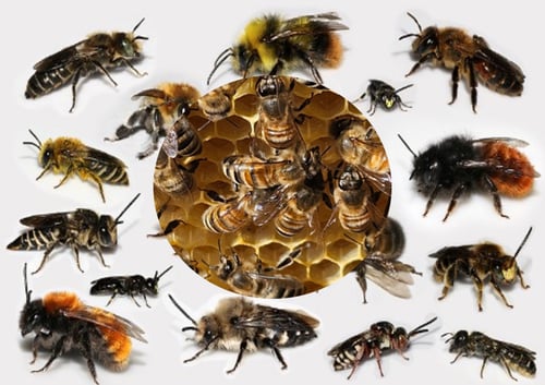 Honigbienen auf einer Wabe, umgeben von verschiedenen Wildbienen