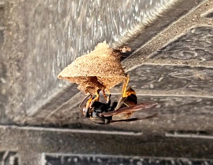 Vespa Velutina startet ein neues Nest