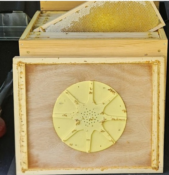 Eine Bienenflucht zur Honigernte