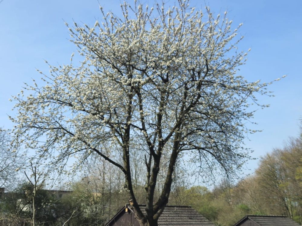 Kirschblüte