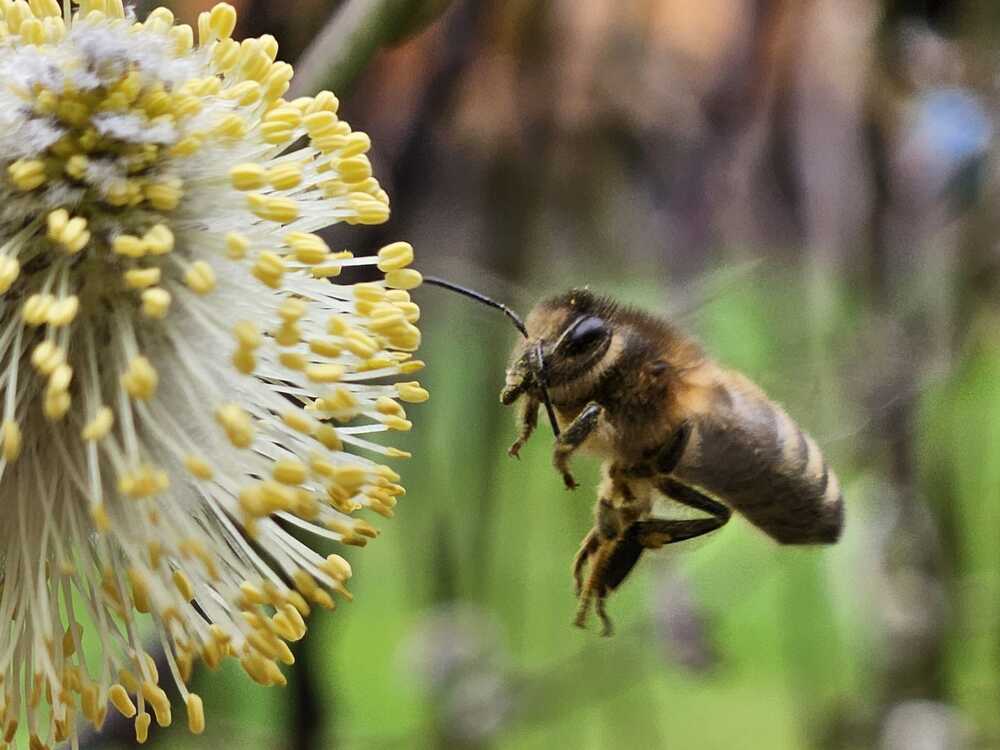 Bild einer Biene an einer Salweide