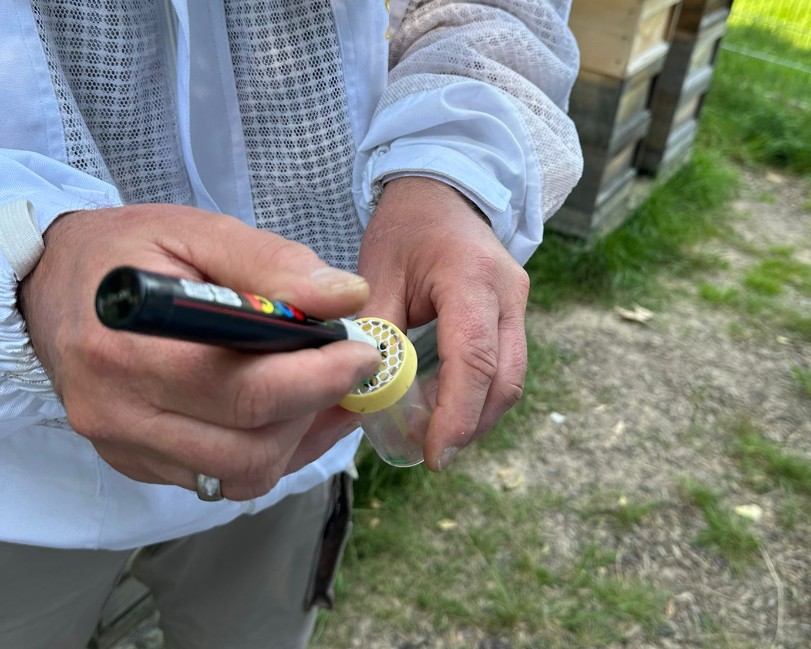 Markierte Bienenkönigin mit Farbpunkten