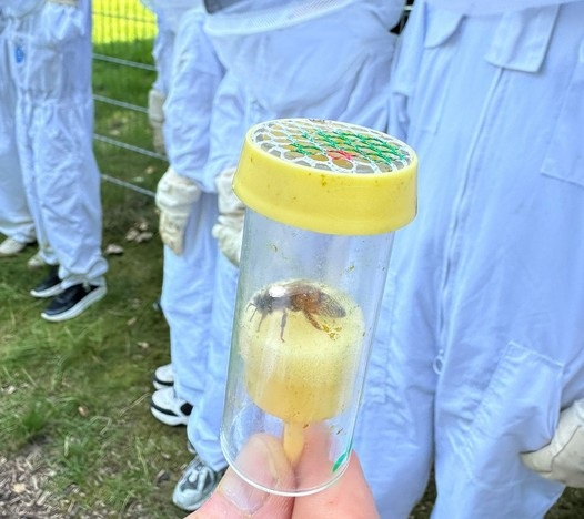 Weitere markierte Bienenkönigin zur Kontrolle im Volk