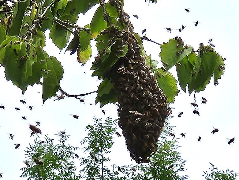 Bienenschwarm als Traube an einem Ast