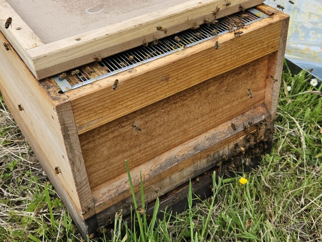 Eingefangener Bienenschwarm
