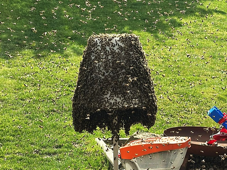 Bienenschwarm an einer Lampe