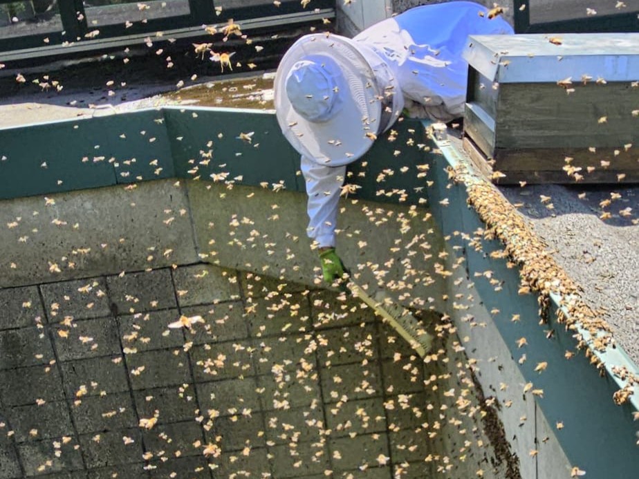 Bienenschwarm an einem Schuldach