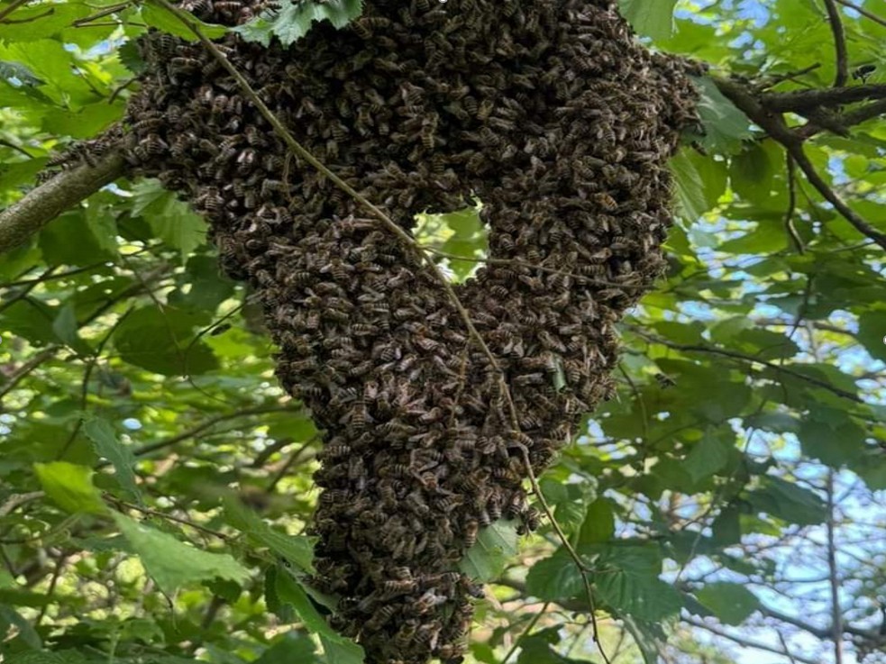 Bienenschwarm in Herzform