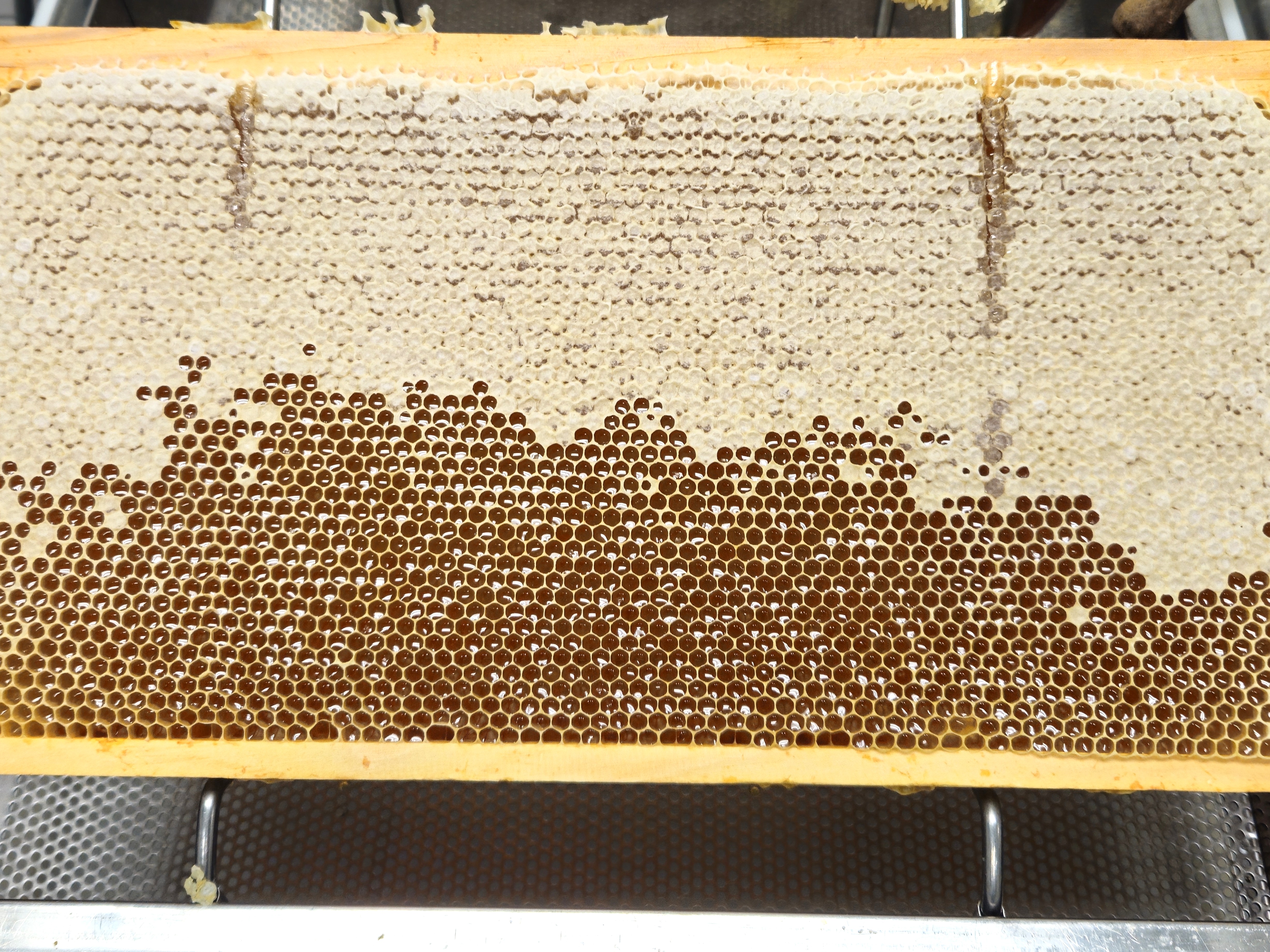 Honigwabe aus der Mülheimer Imkerei