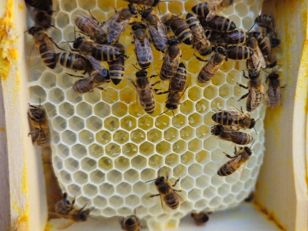 Wabenhonig als naturbelassene Honig-Spezialität