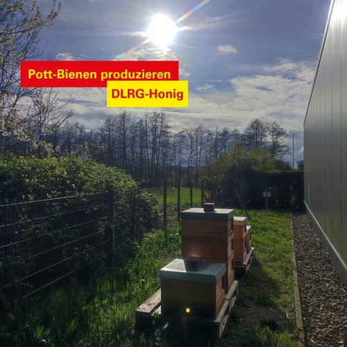 Bienenstand bei der DLRG in Menden