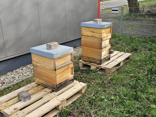 Bienenstand bei der DLRG in Menden