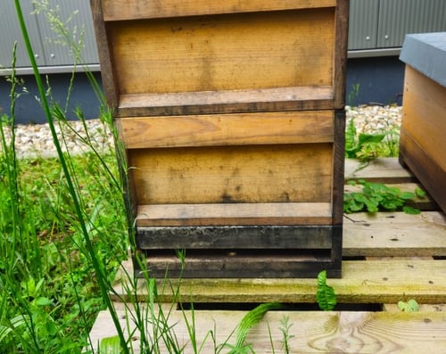 Bienenstand bei der DLRG in Menden
