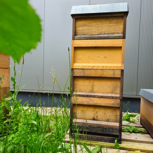 Bienenbeute des Volkes Mila
