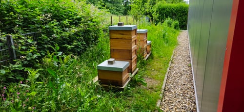 Bienenstand bei der DLRG in Menden