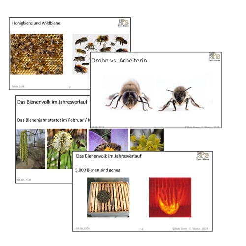 Unterrichtsfolien über Bienen