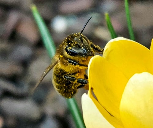 Biene an einem Krokus