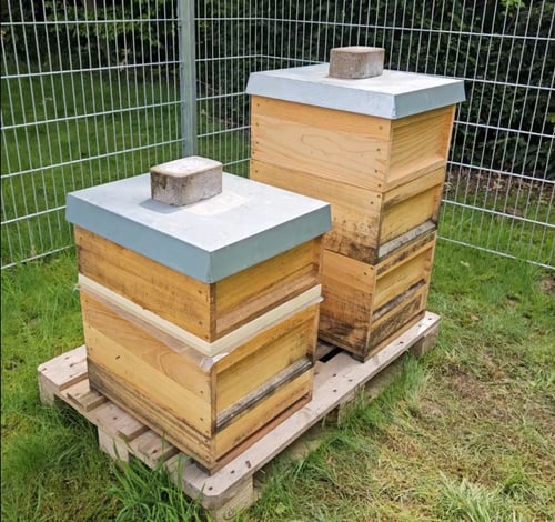 Impressionen vom Bienenstand auf dem Schulgelände