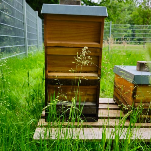 Impressionen vom Bienenstand auf dem Schulgelände