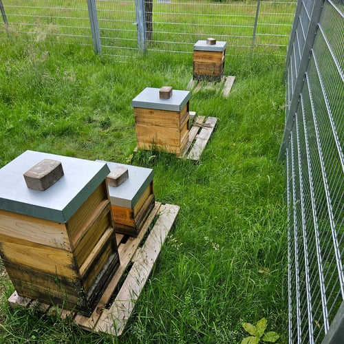 Impressionen vom Bienenstand auf dem Schulgelände