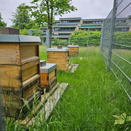 Impressionen vom Bienenstand auf dem Schulgelände