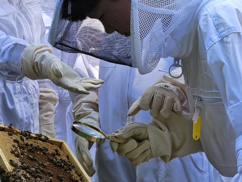 Bienenstand mit Schülern