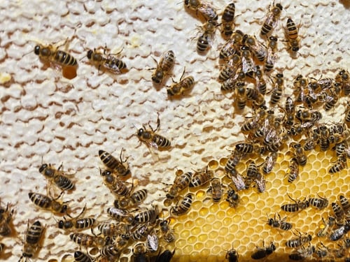 Honigbienen auf einer teilweise verdeckelten Wabe