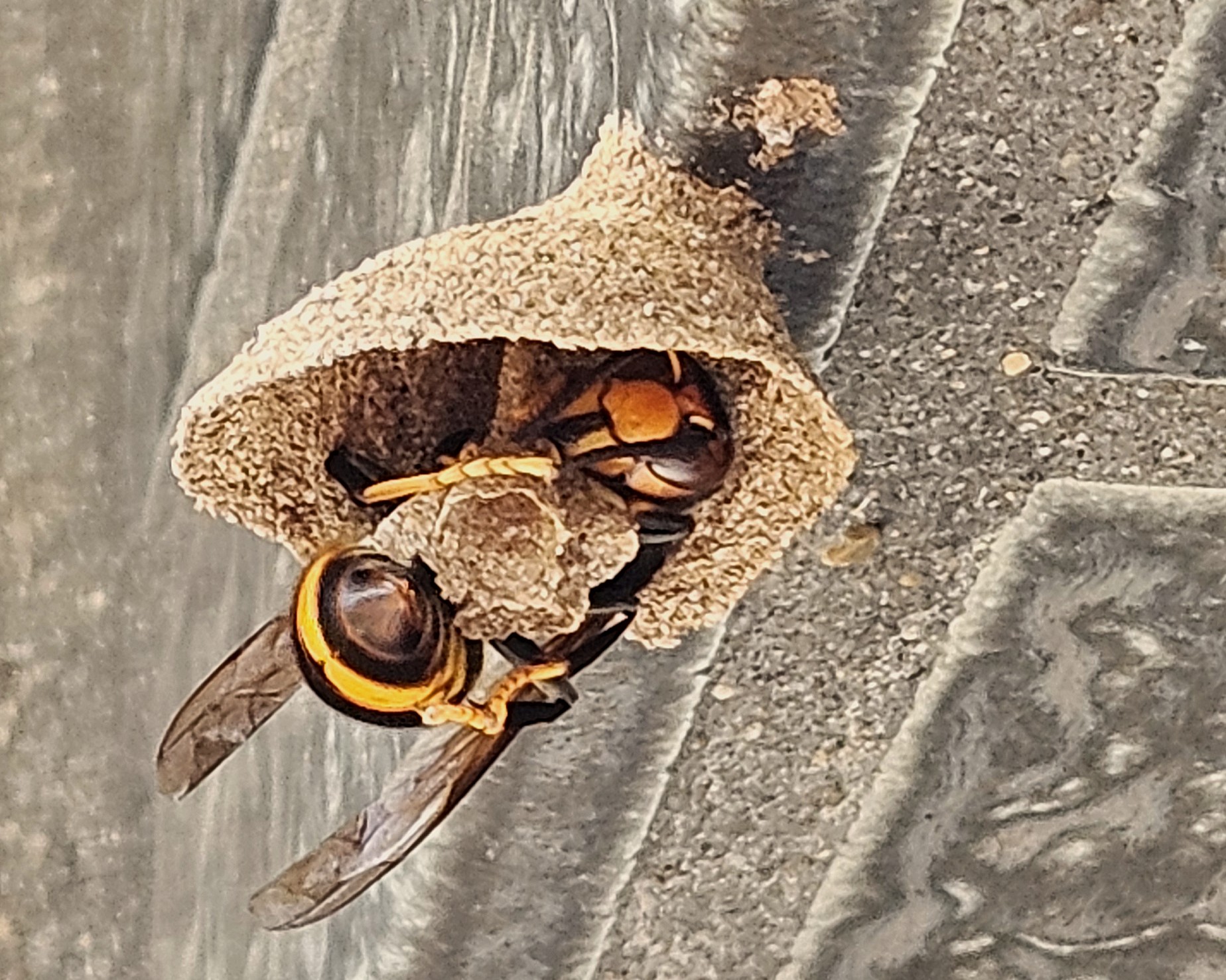 Embrionalnest Asiatische Hornisse