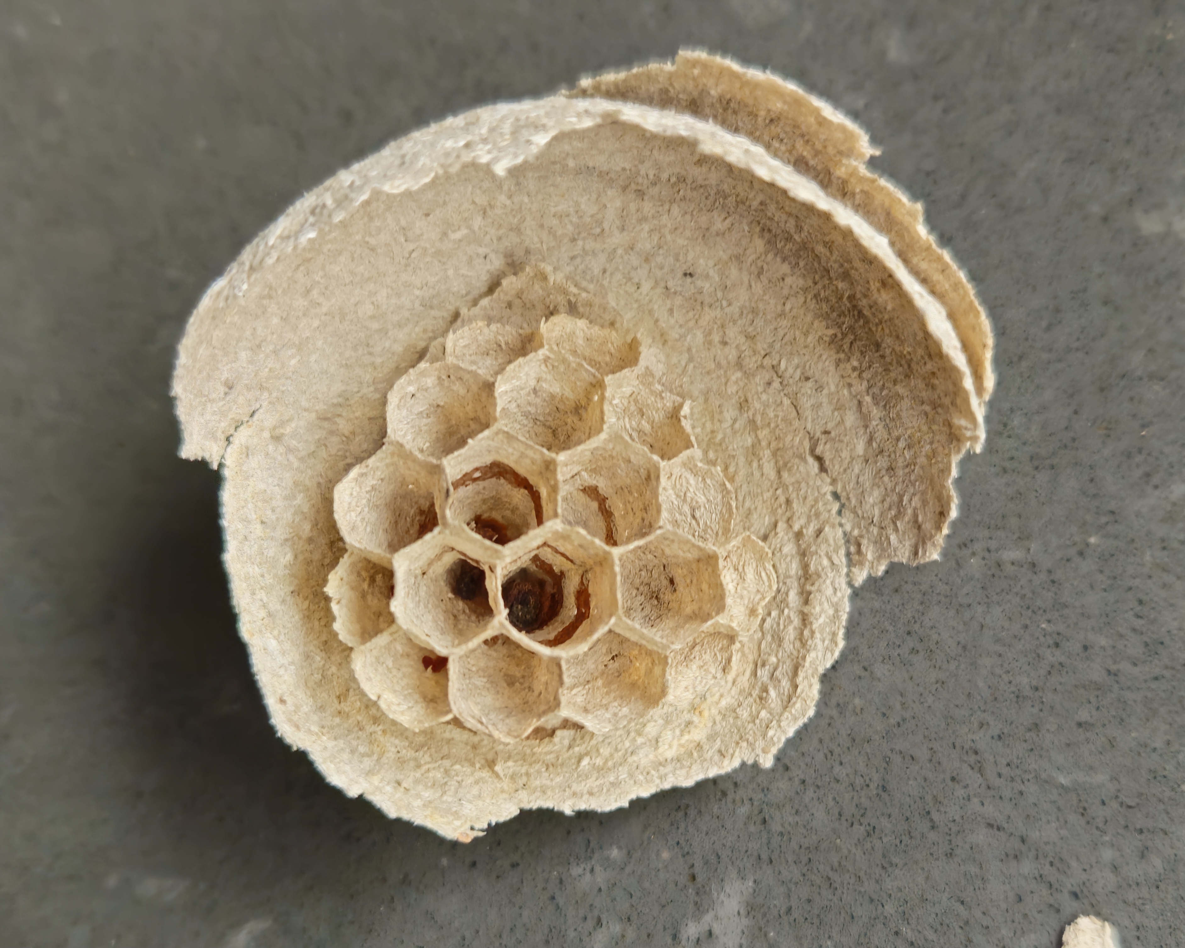 Leeres Regionalnest Vespa Velutina