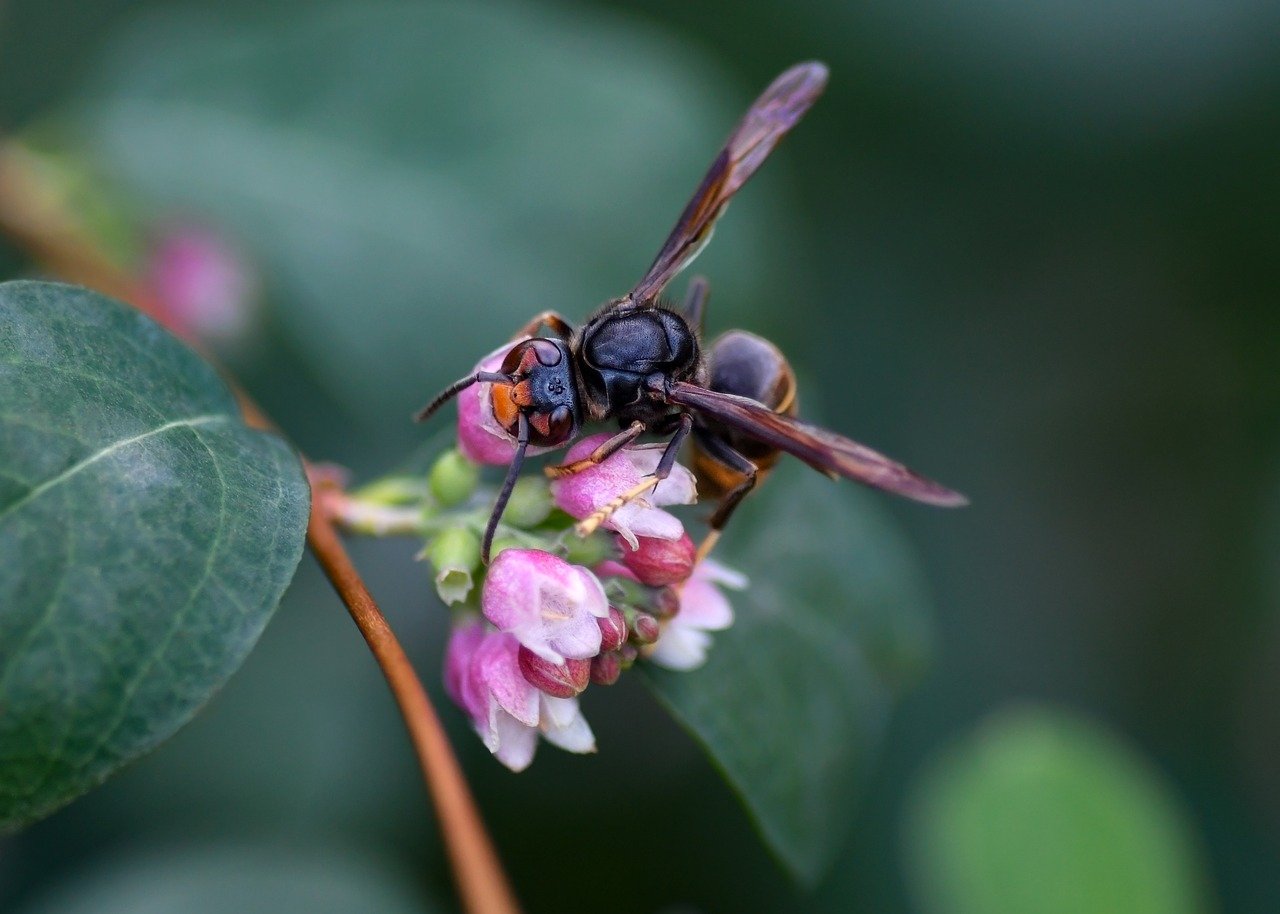 Vespa Velutina auf einer Blüte