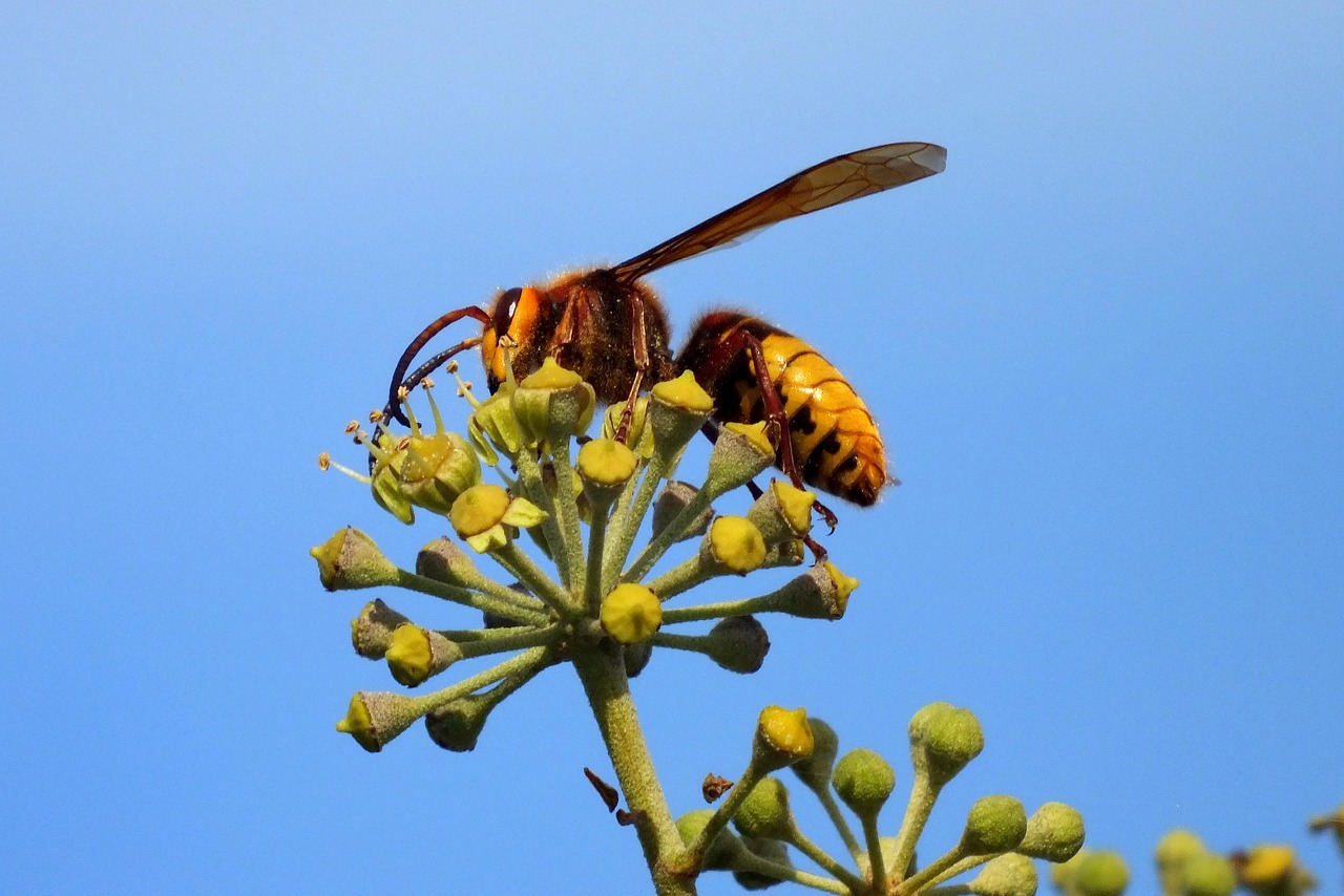 Embrionalnest Asiatische Hornisse