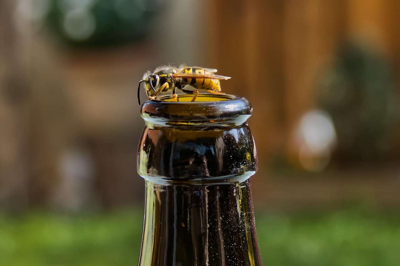 Wespe auf einer Bierflasche